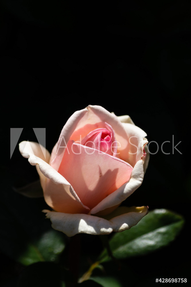 Photography by L Tyrrell