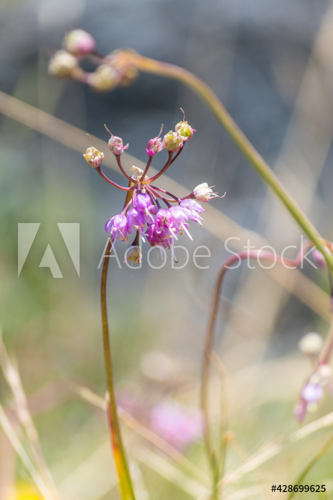 Photography by L Tyrrell