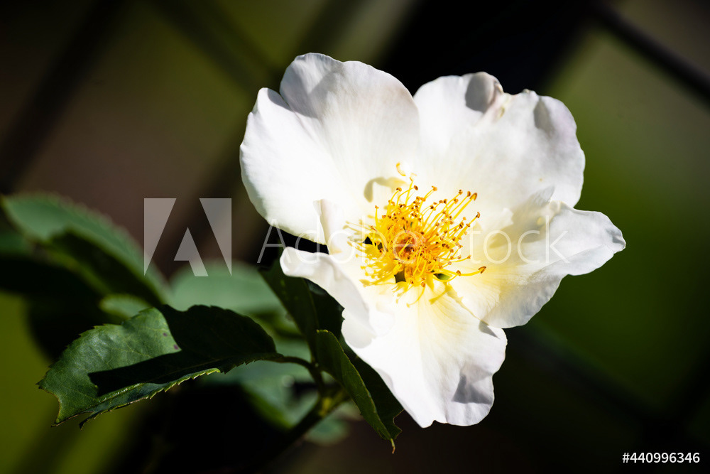 Photography by L Tyrrell