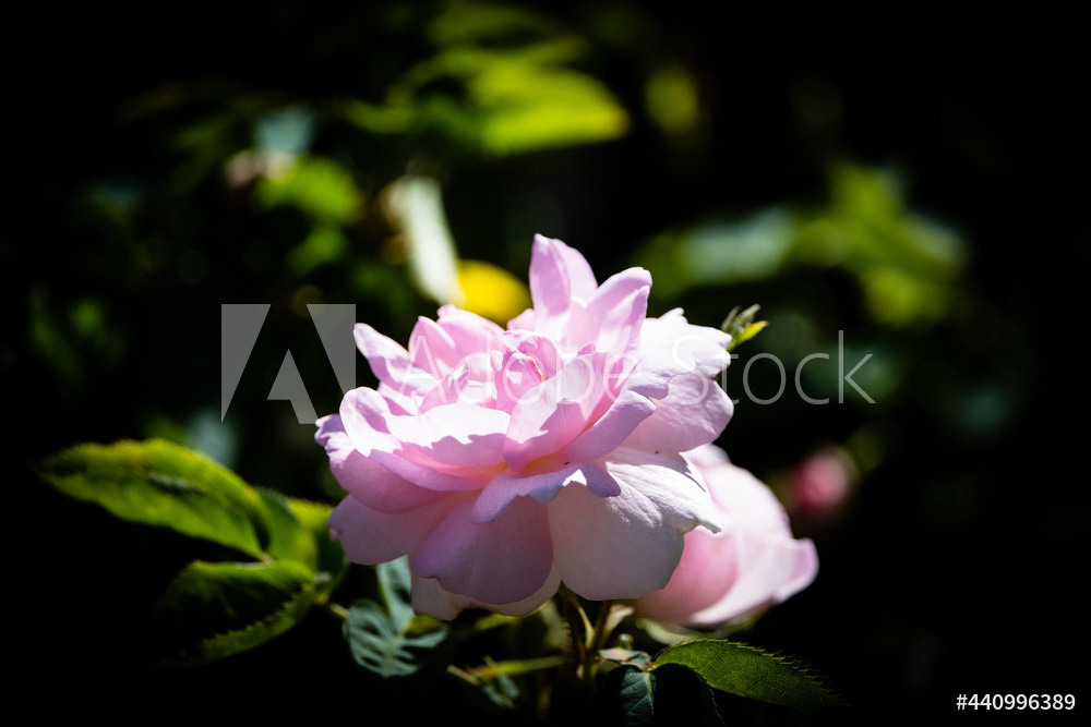 Photography by L Tyrrell