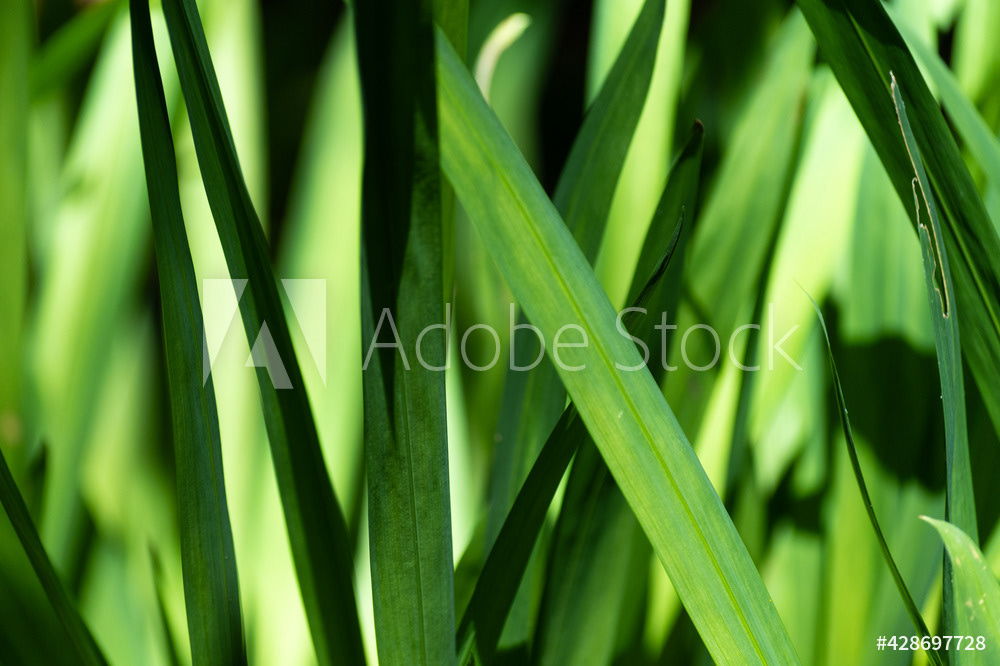 Photography by L Tyrrell