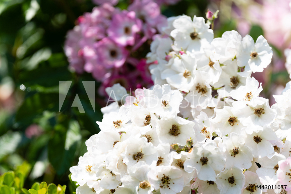 Photography by L Tyrrell