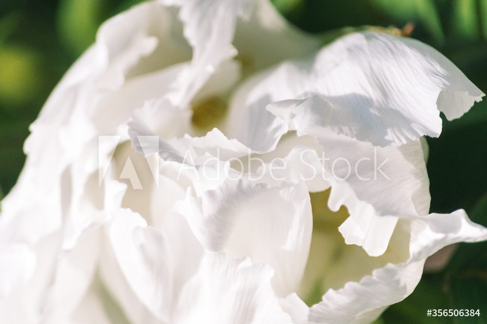 Photography by L Tyrrell