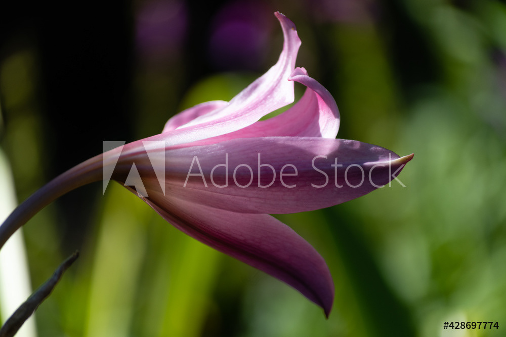 Photography by L Tyrrell