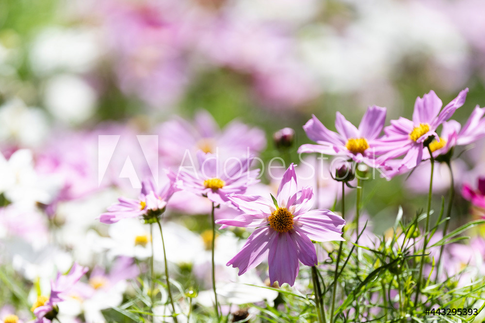 Photography by L Tyrrell