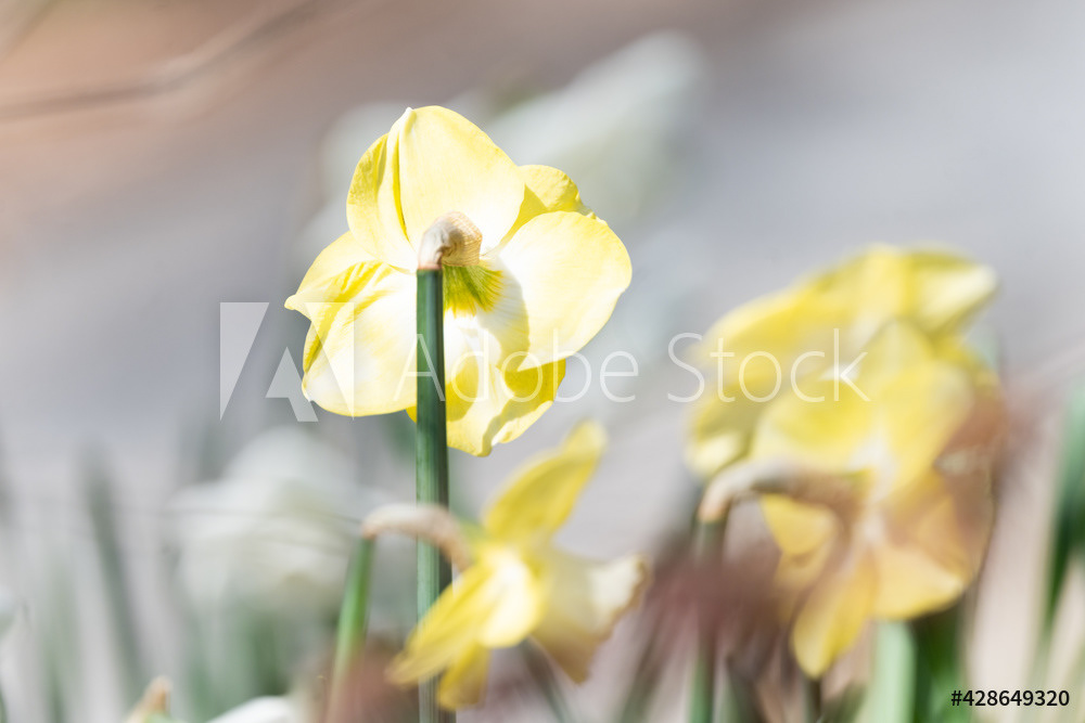 Photography by L Tyrrell