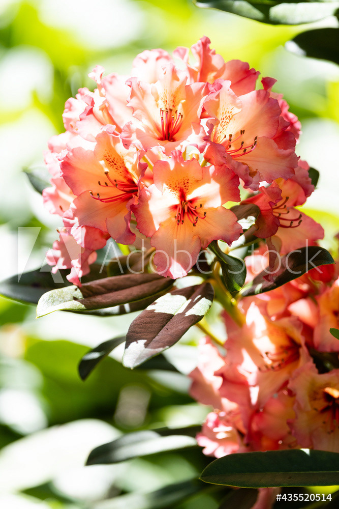 Photography by L Tyrrell