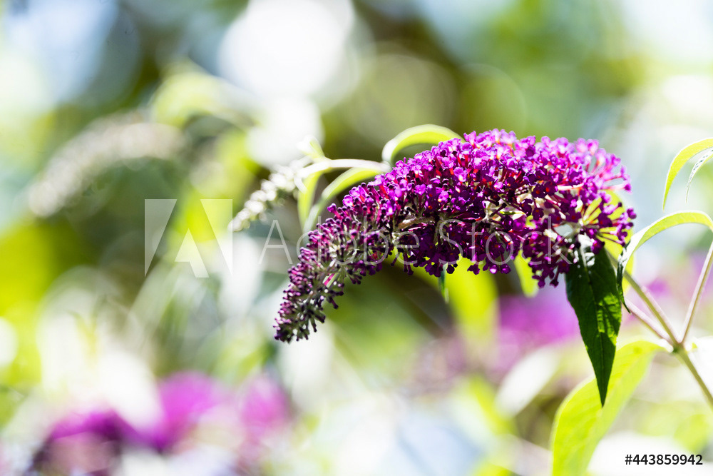 Photography by L Tyrrell