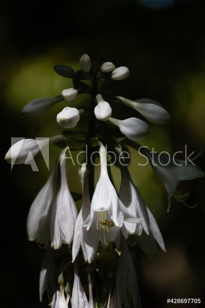 Photography by L Tyrrell