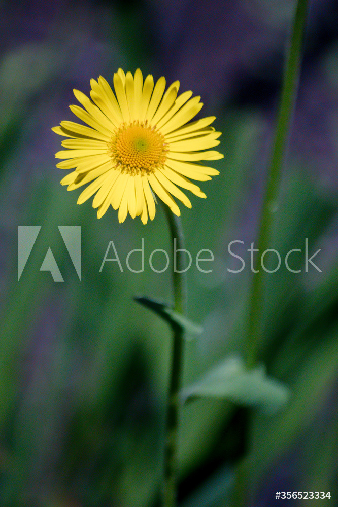 Photography by L Tyrrell