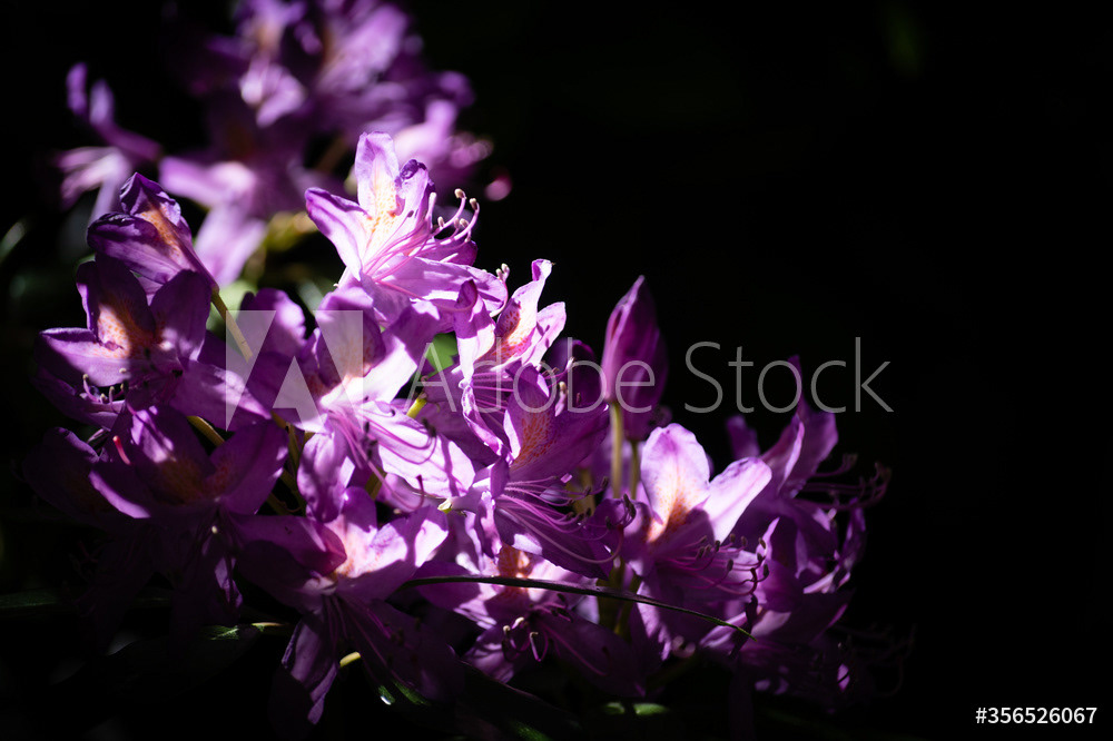 Photography by L Tyrrell