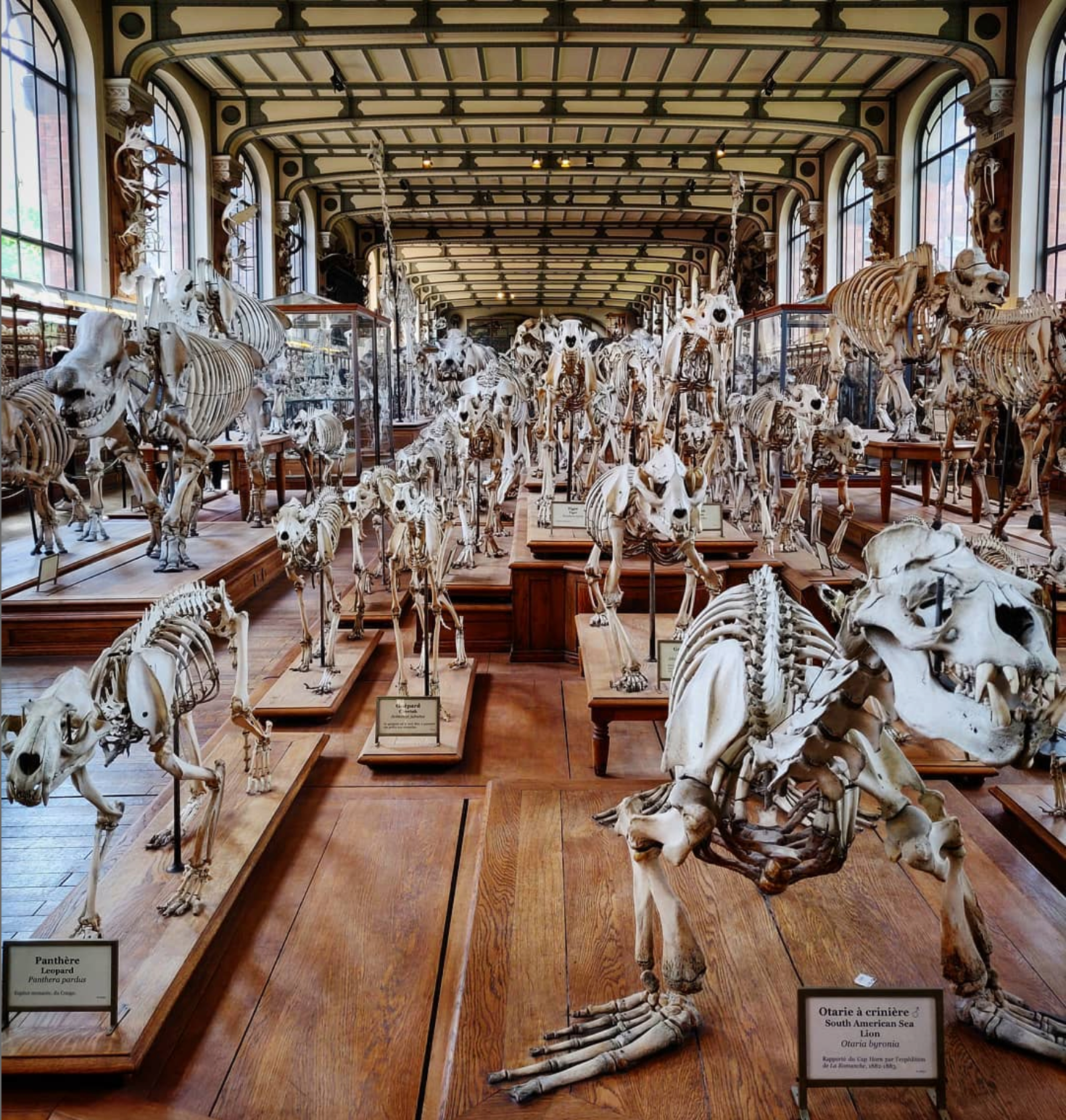 "The Walking dead", avril 2019, Muséum national d'Histoire naturelle - Paris.