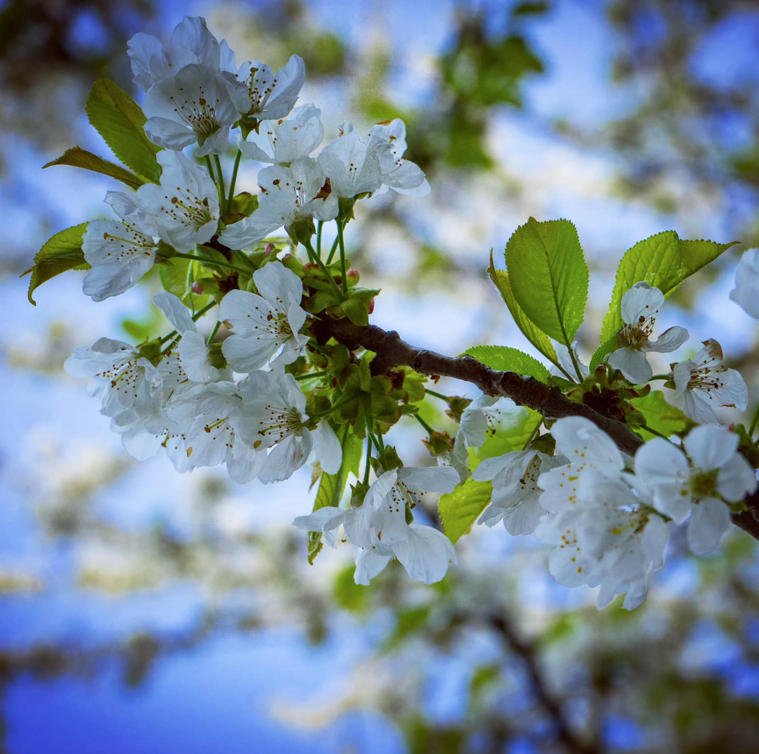 "Garden n°3 - Sakura", avril 2020.