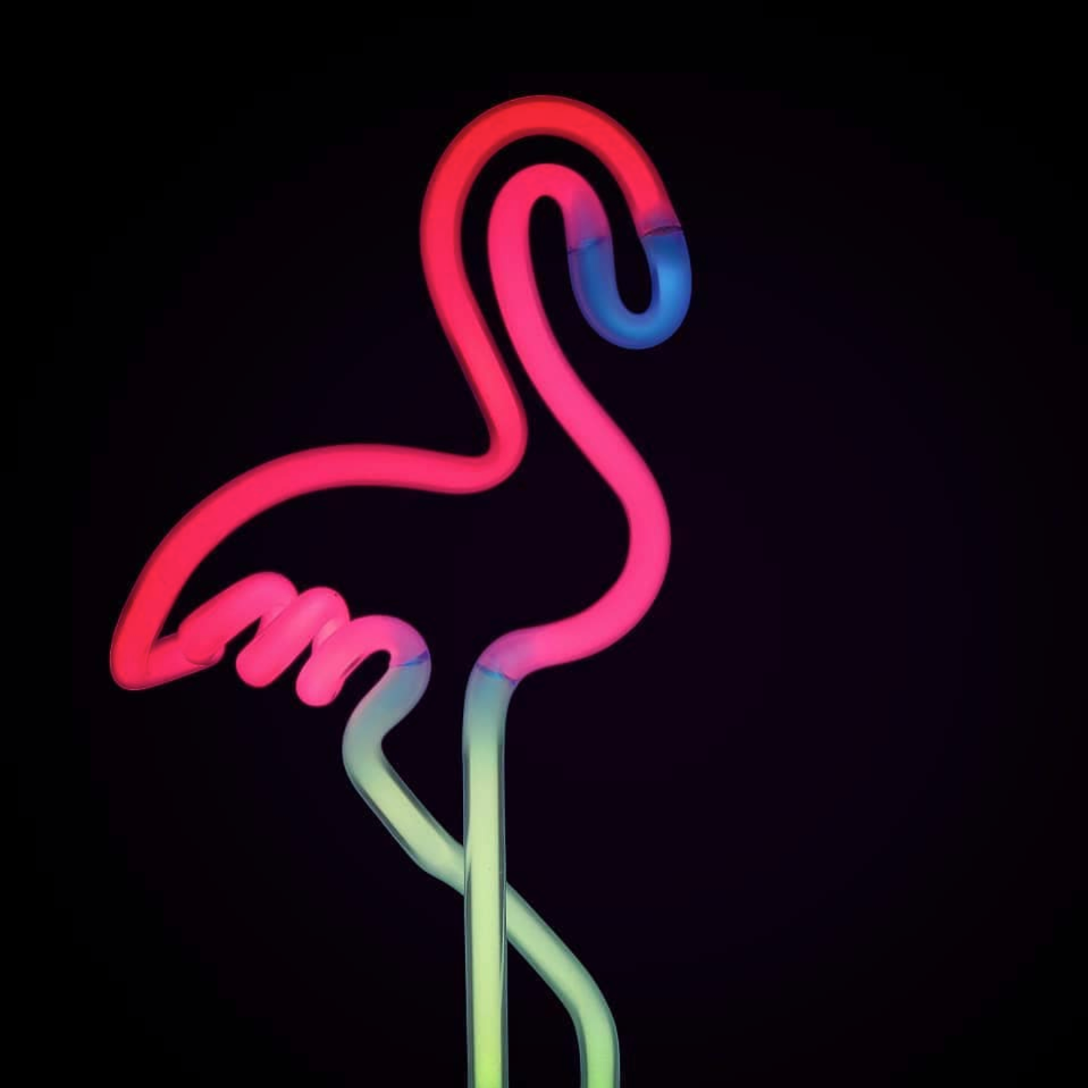 "Flamingo", jan. 2020.