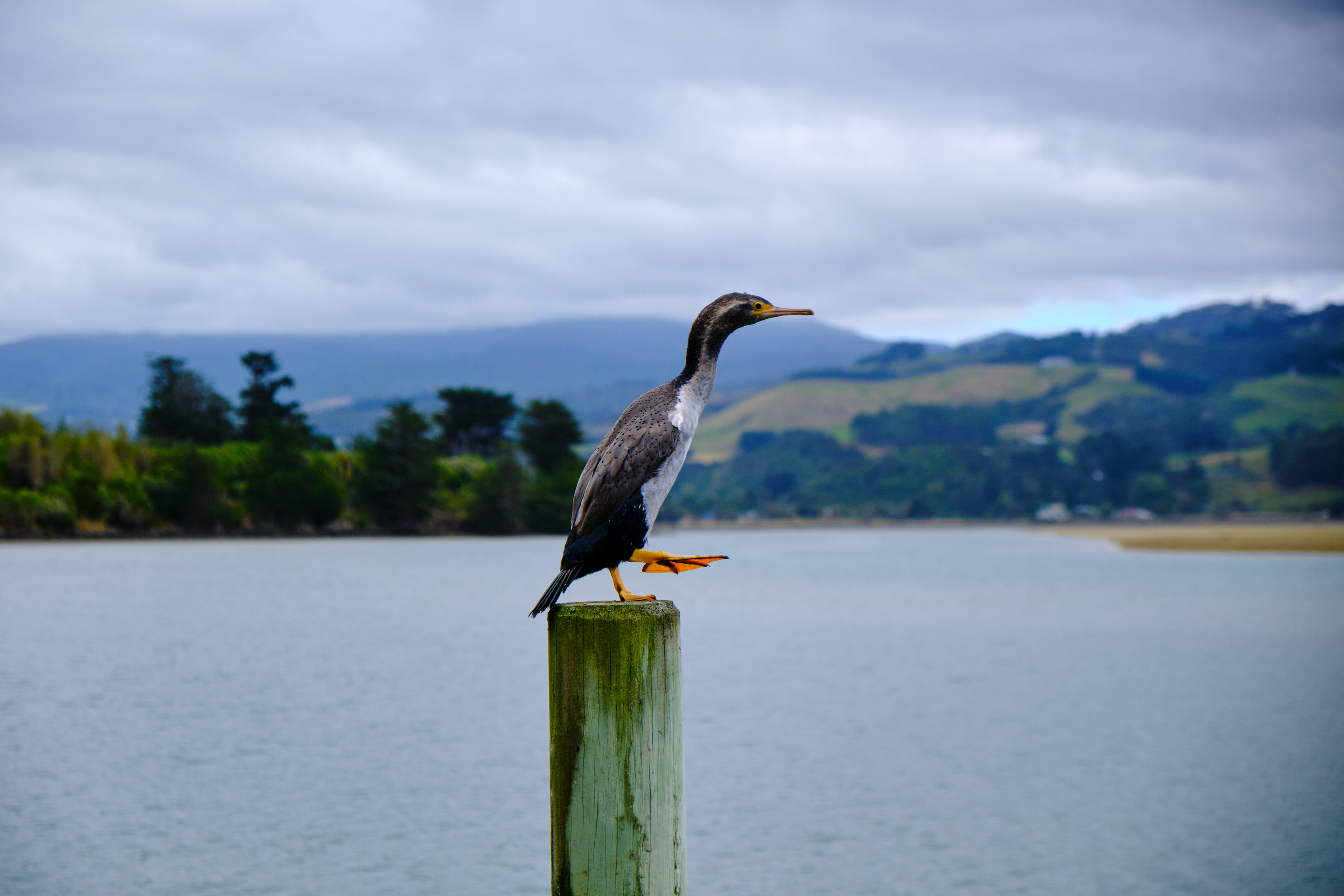 Should I stay or should I go