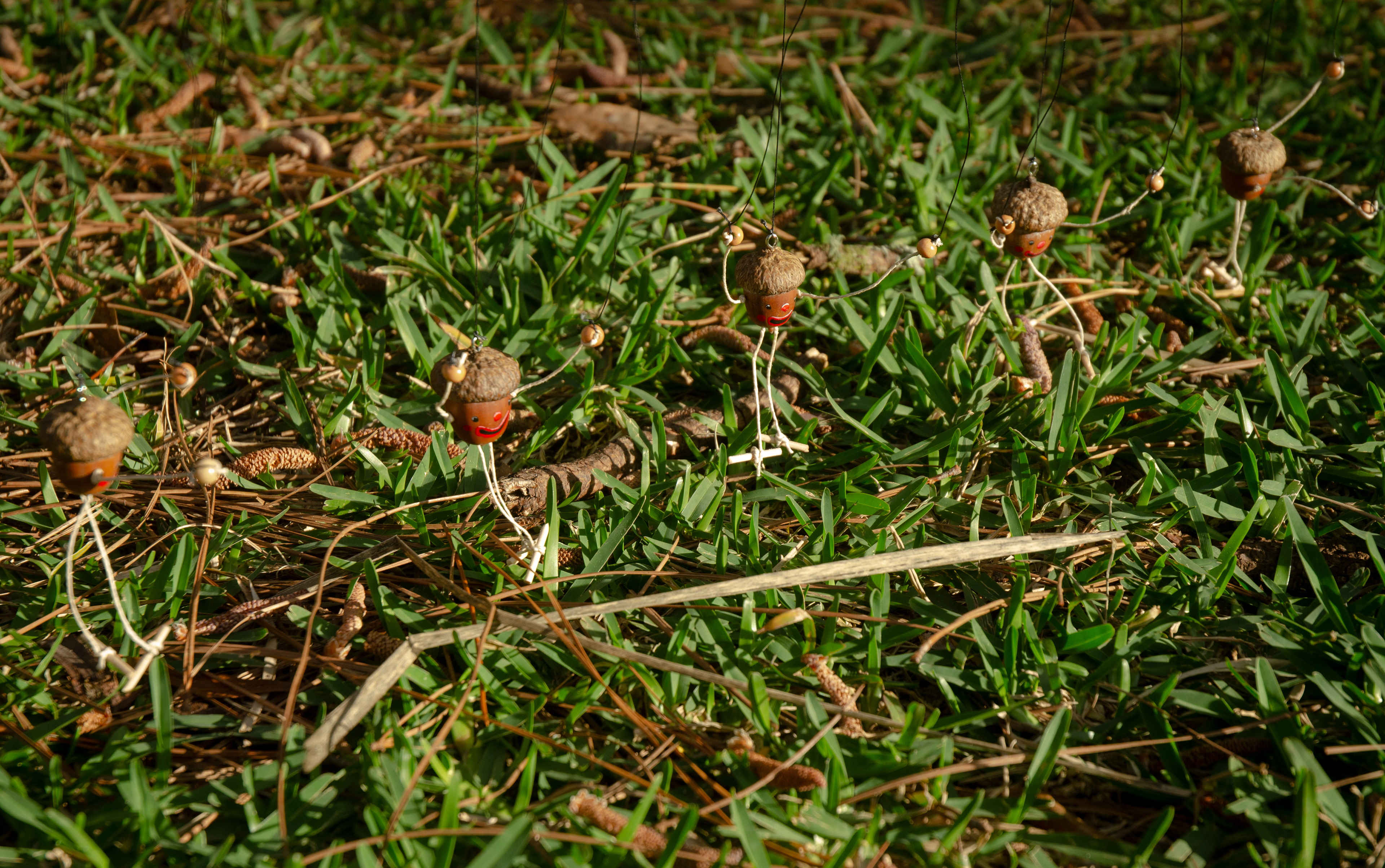 Acorn Can-can Line, acorns, acrylic, wood, and string, 2023