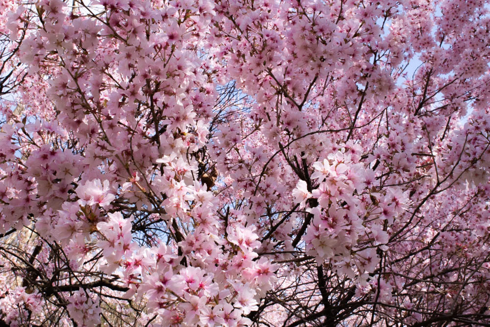 Cherry blossoms in Branch Brook Park.