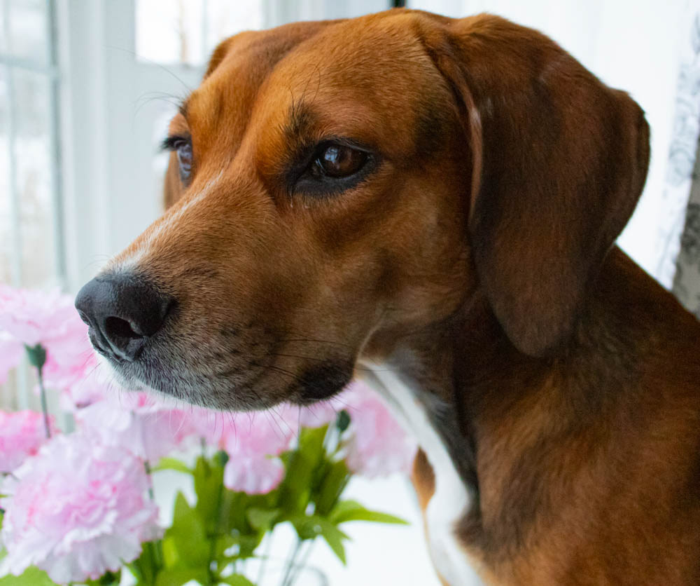 A picture of my dog, Daisy in the bay window of my house. 