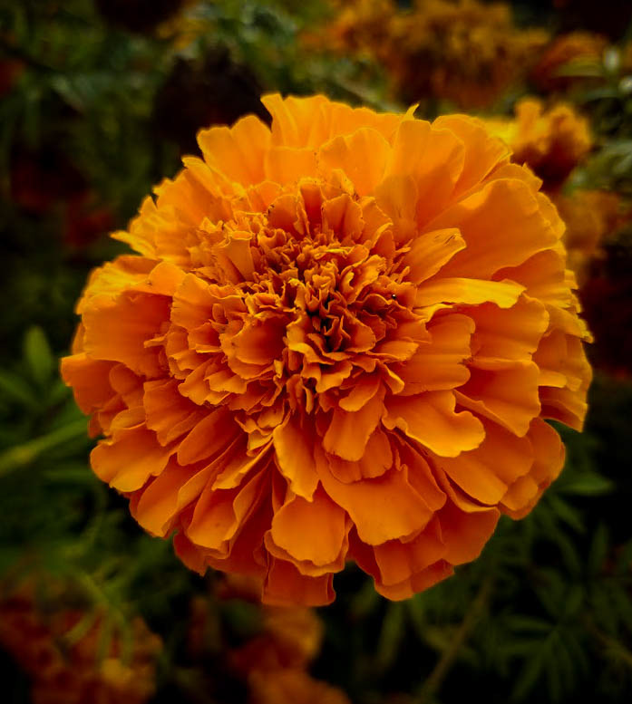 An orange marigold.