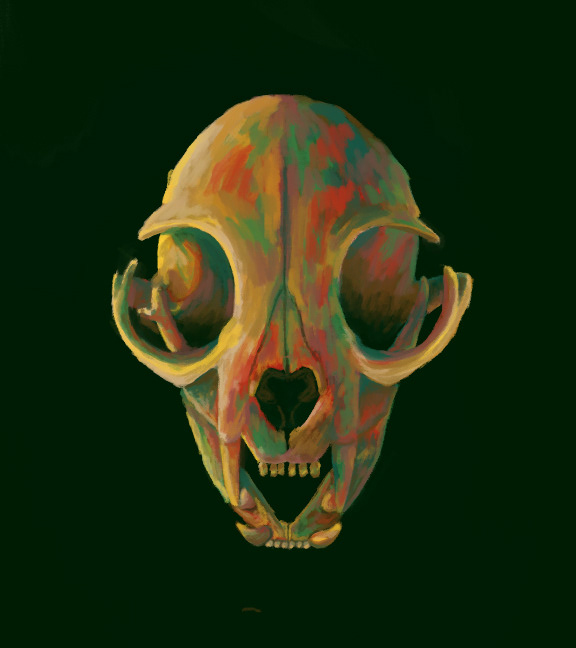 A cat skull with a warm color palette.