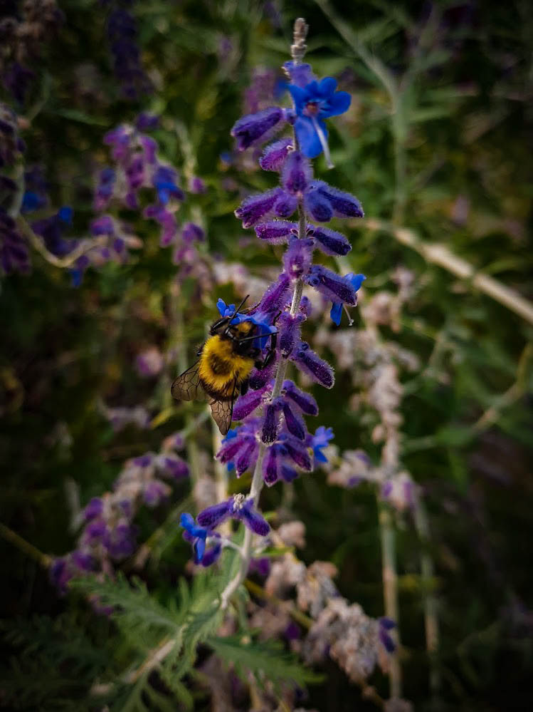 A bee pollinating the Russian sage bush in front of my house.