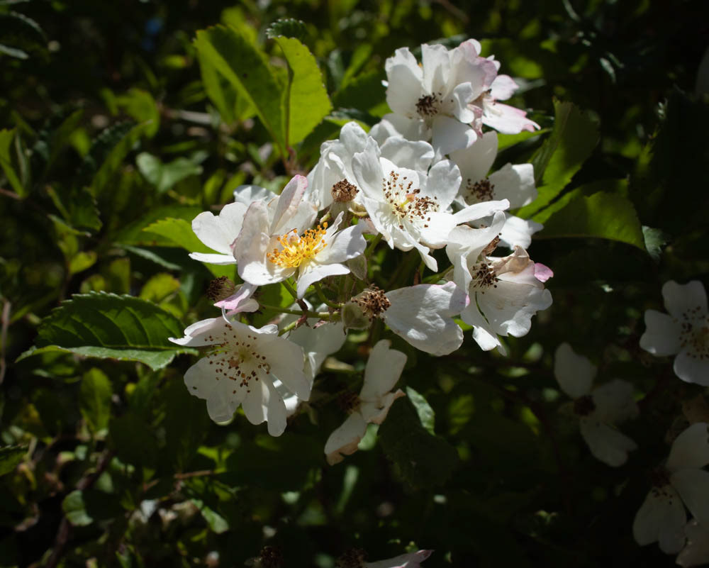Unidentified white flowers.