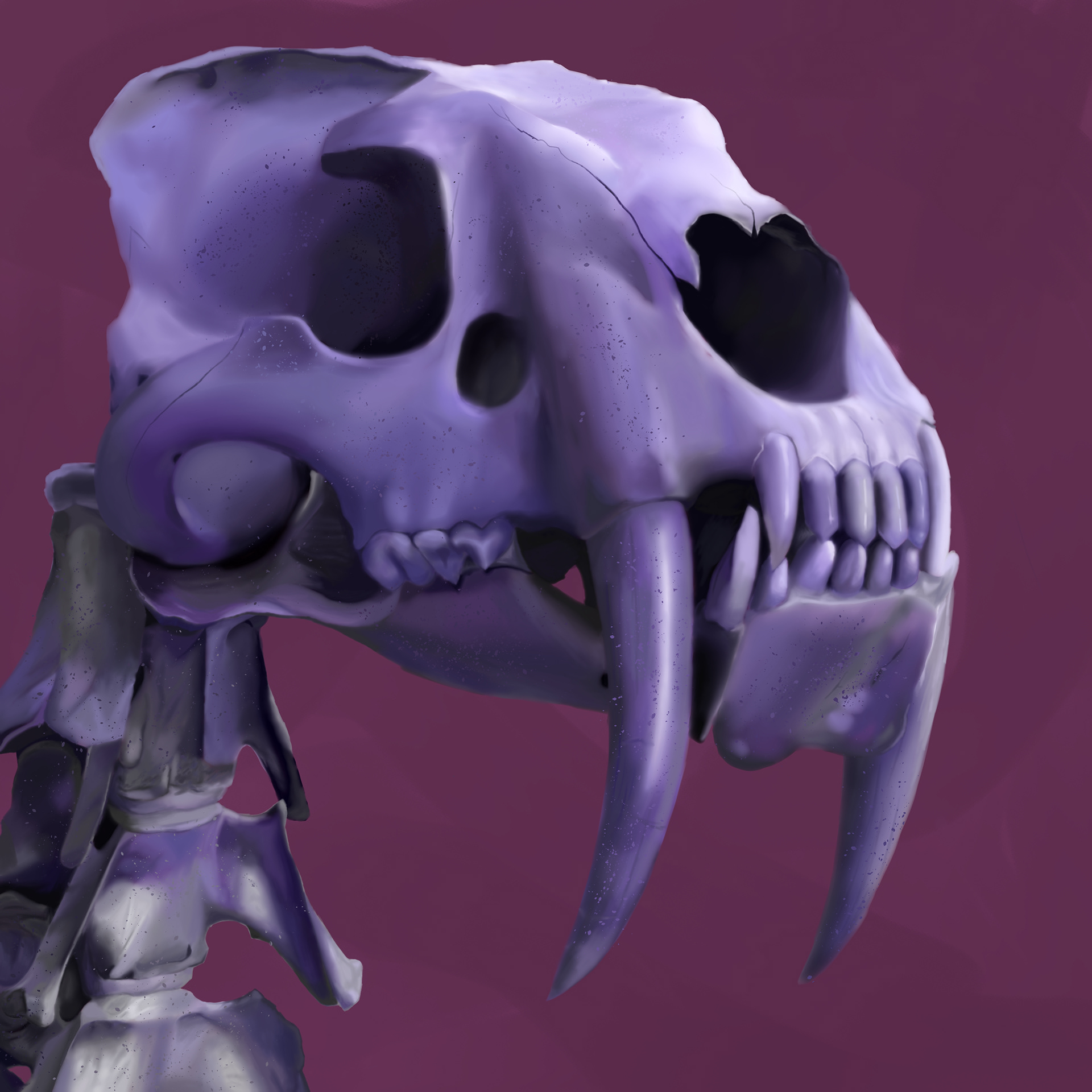 The skull and spine of a sabertooth sloth.