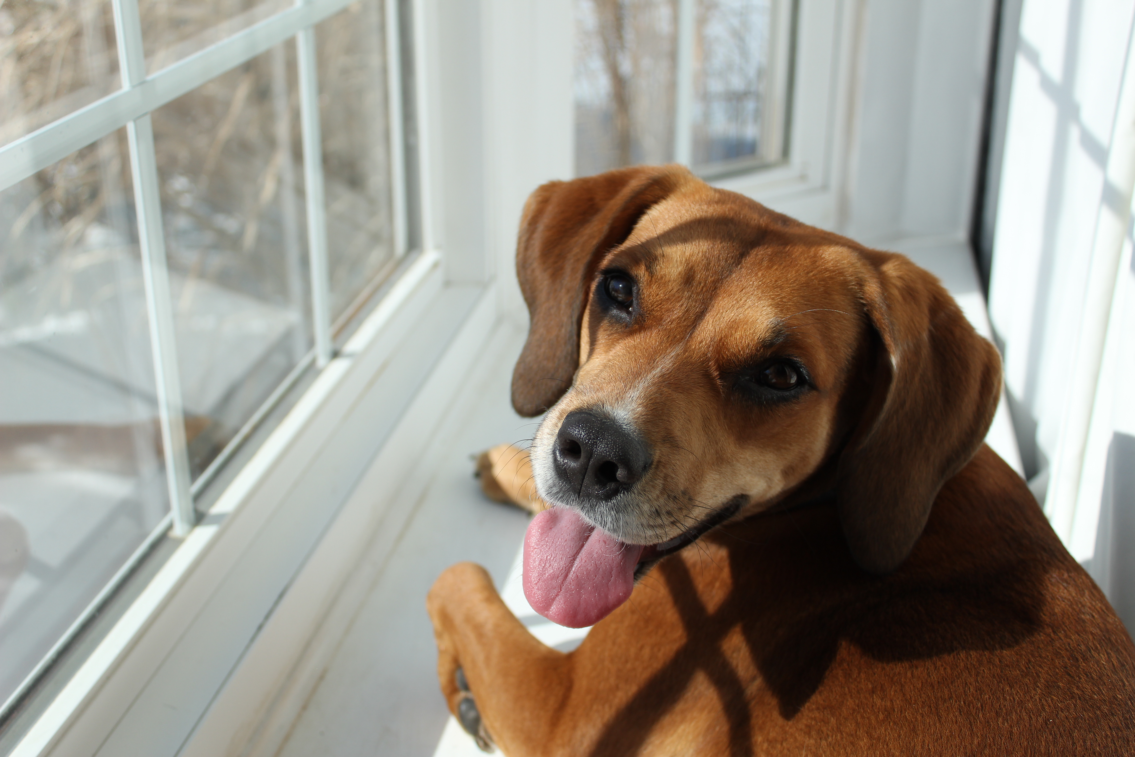 Another picture of Daisy in the bay window. She likes to lay in the sun.
