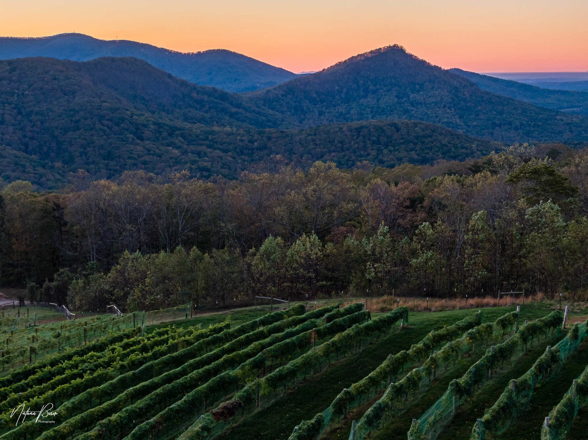 Fainting Goat Vineyard Jasper, GA