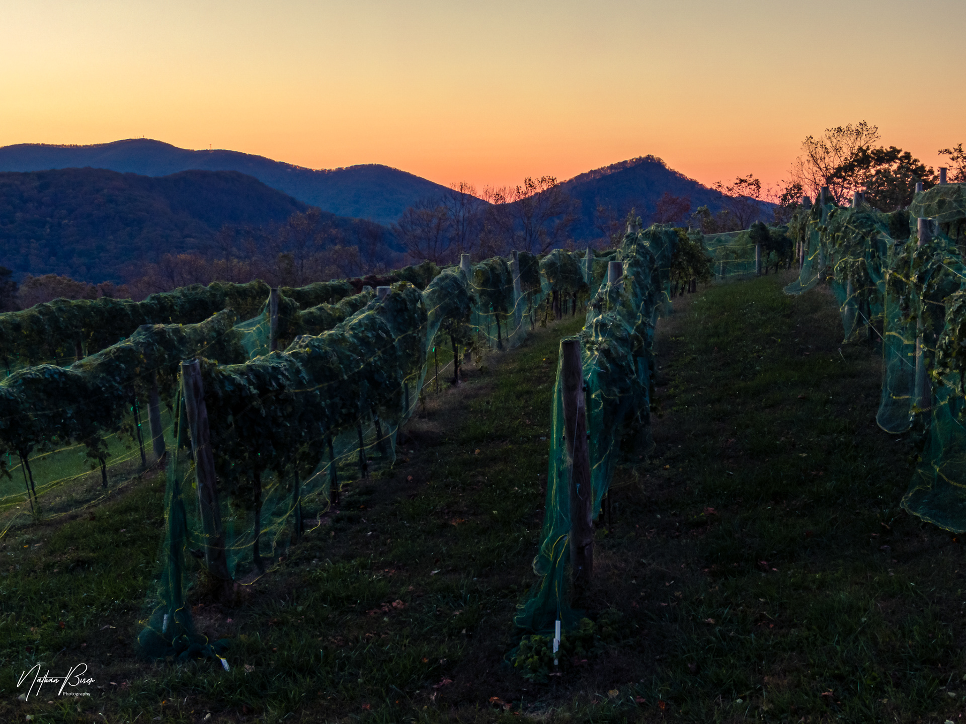 Fainting Goat Vineyard Jasper, GA