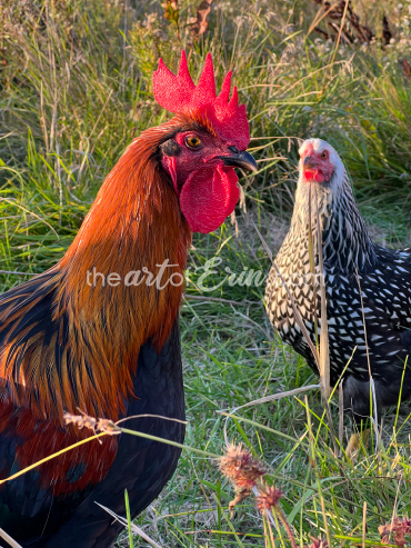 Harsh Sun in the Coop