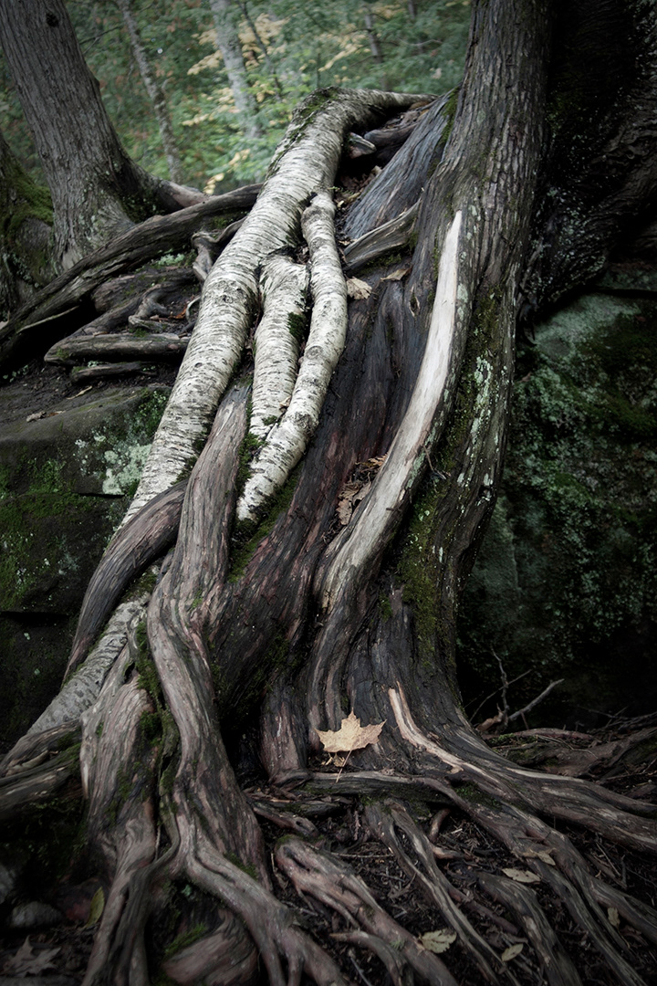 Roots