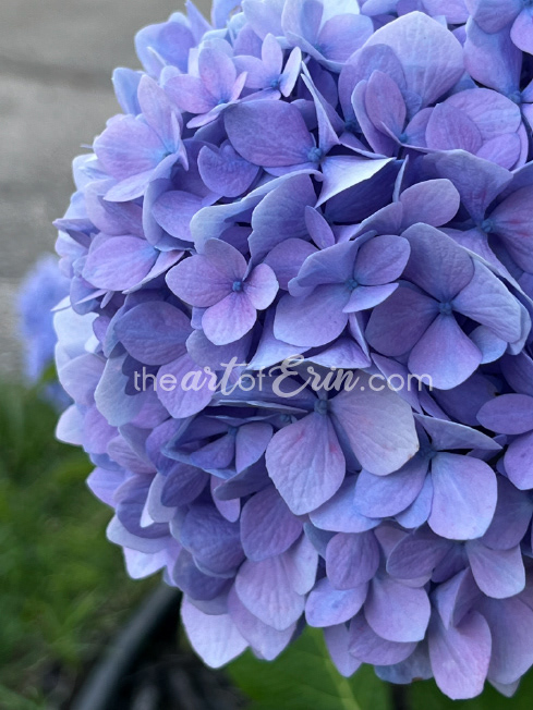 Hydrangea in Evening