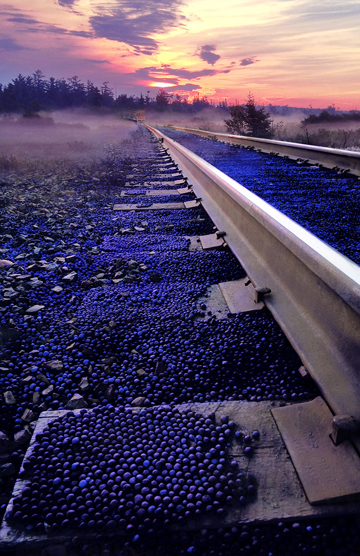 The Blueberries are Ripest by the Tracks