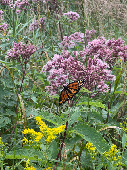 When Monarchs Rule