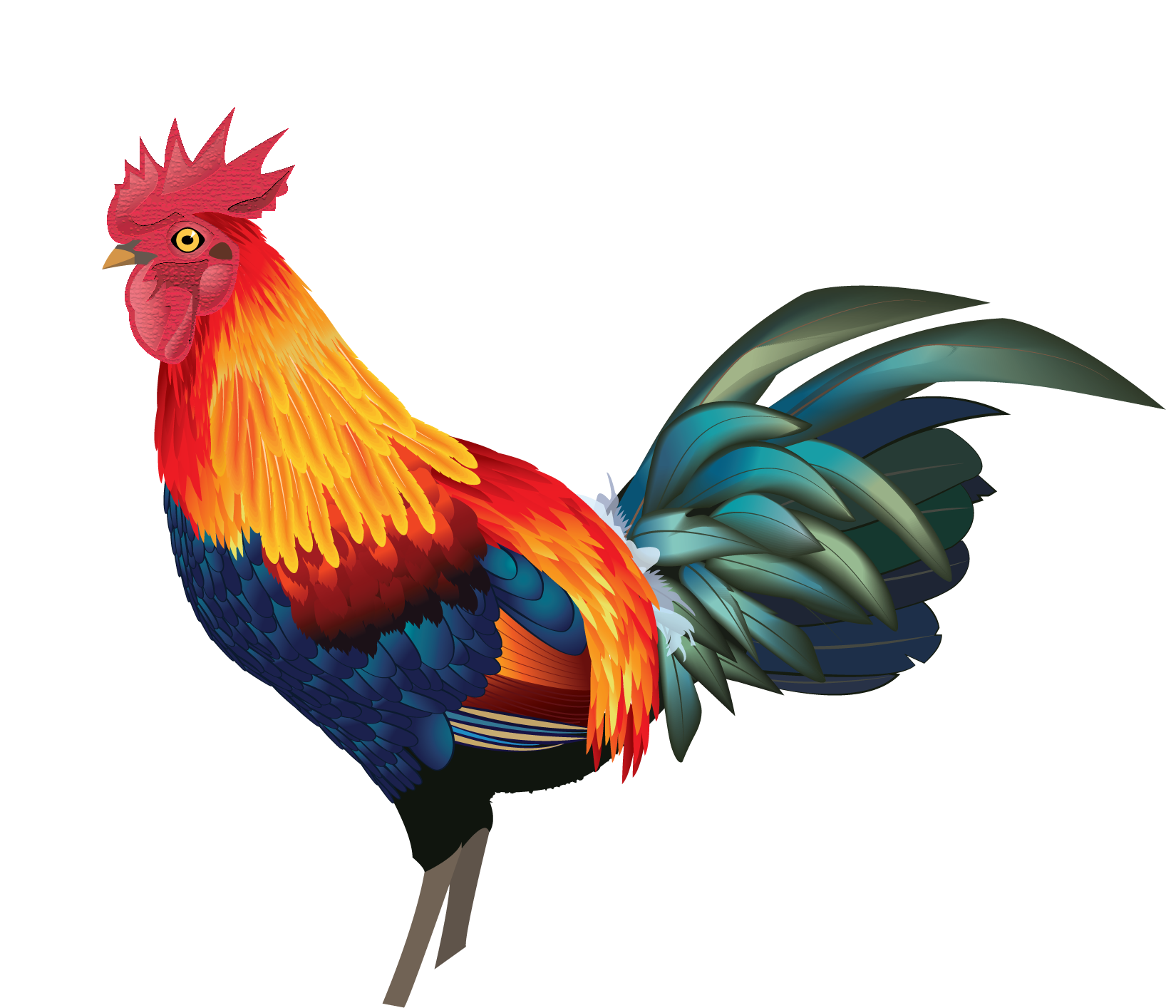 Rooster illustration by Nila Ward