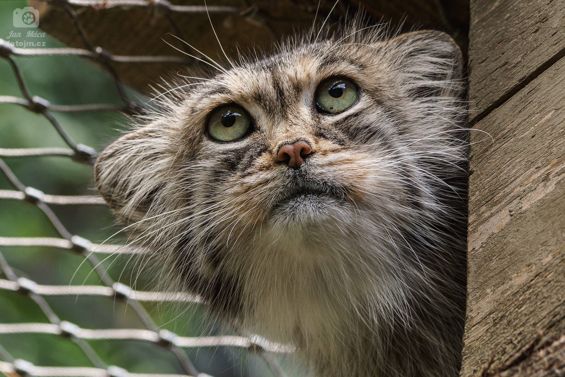 Manul
