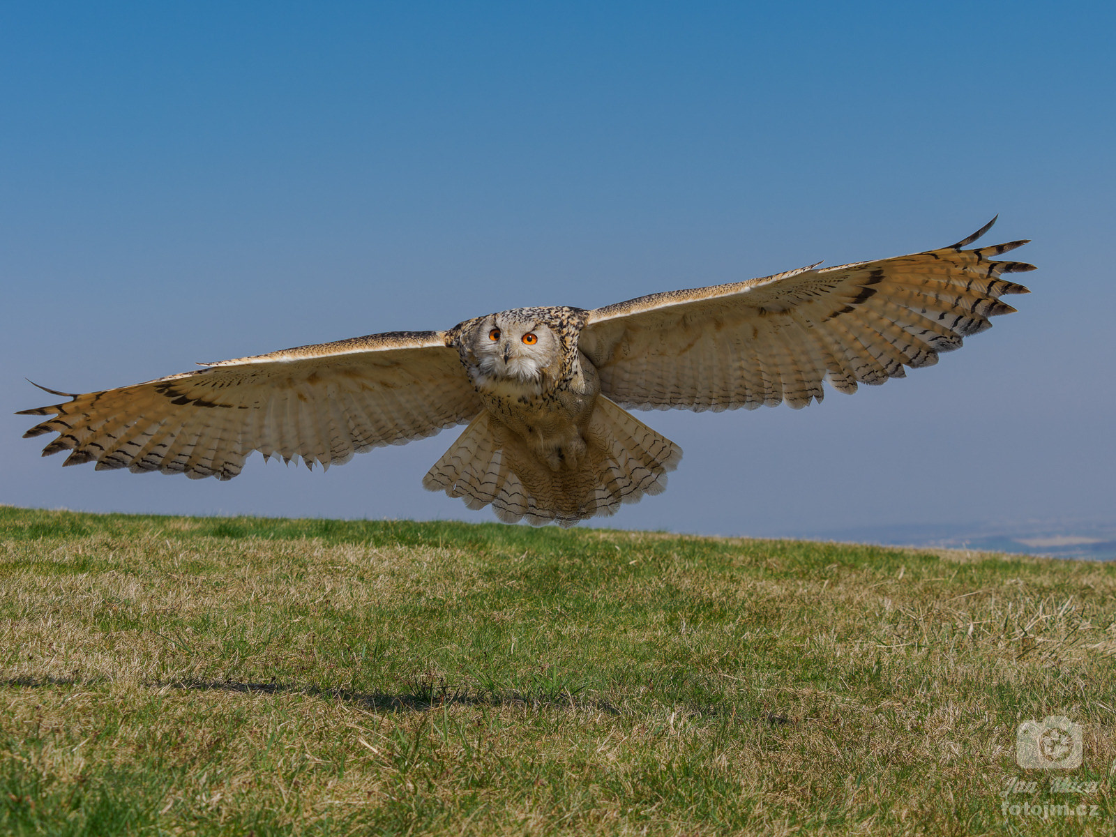 Výr velký západosibiřský