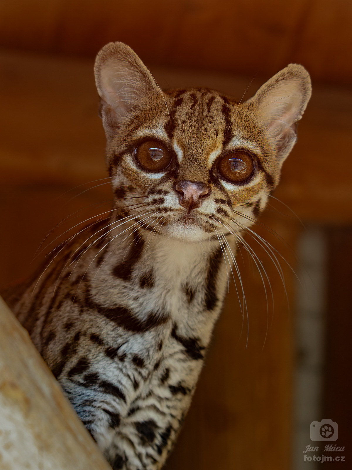 Margay