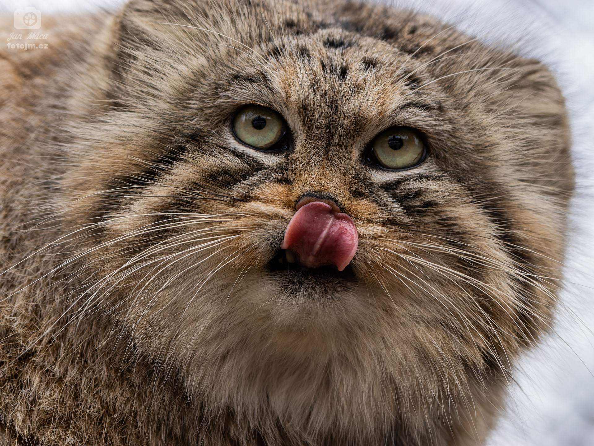 Manul