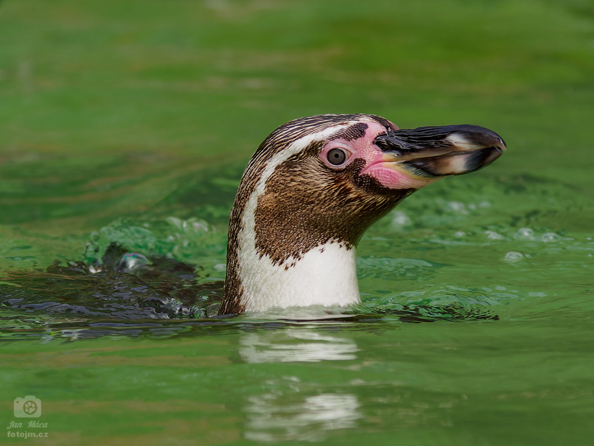 Tučňák Humbodtův