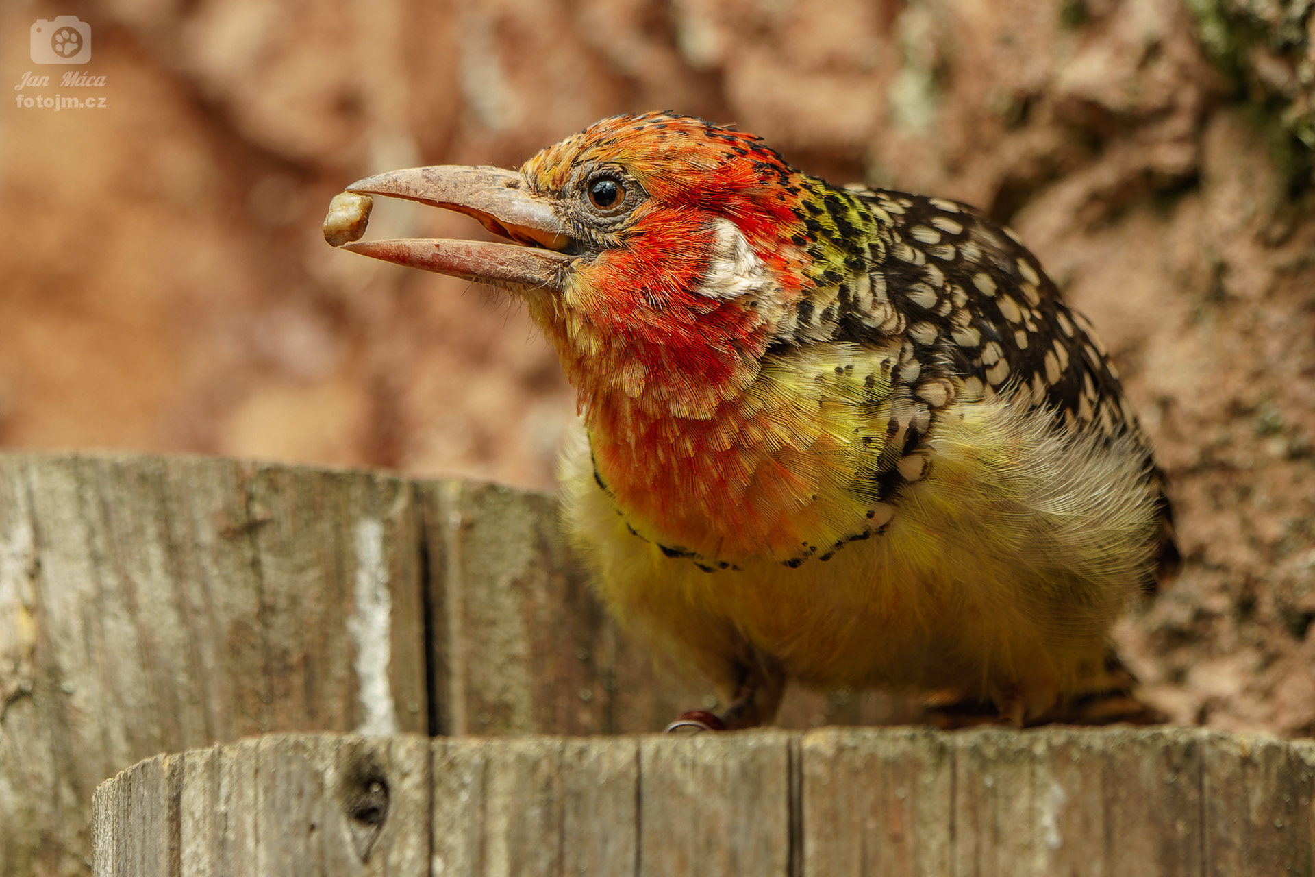 Vousák červenožlutý