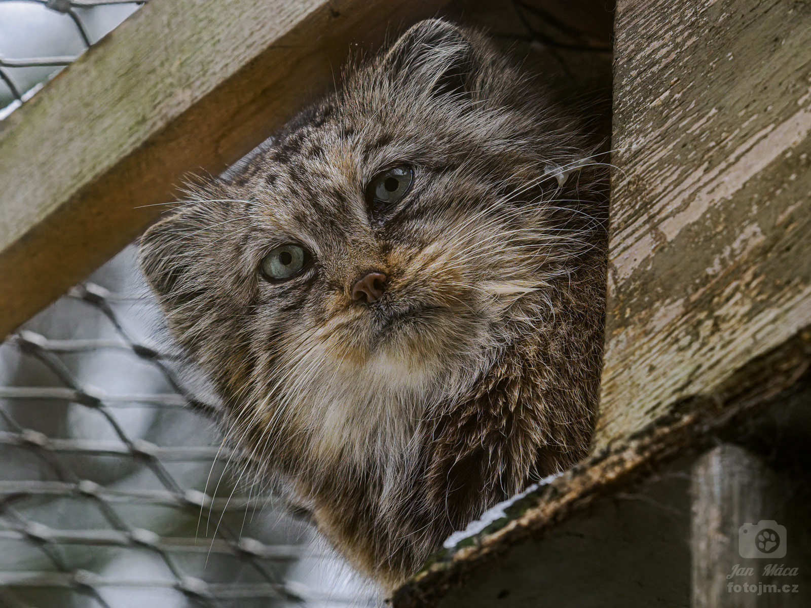 Rgasha ze zoo Jihlava