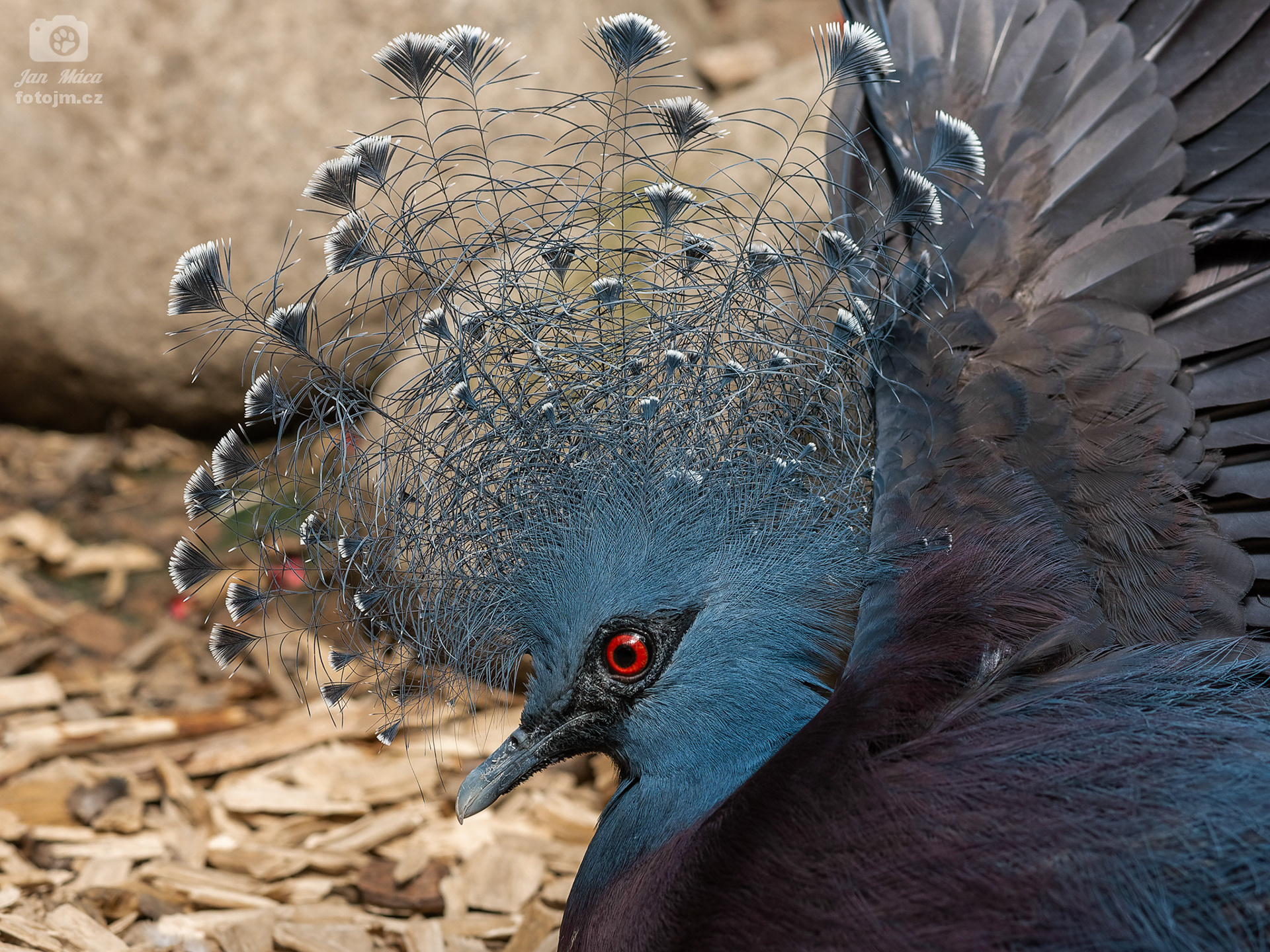 Korunáč vějířový