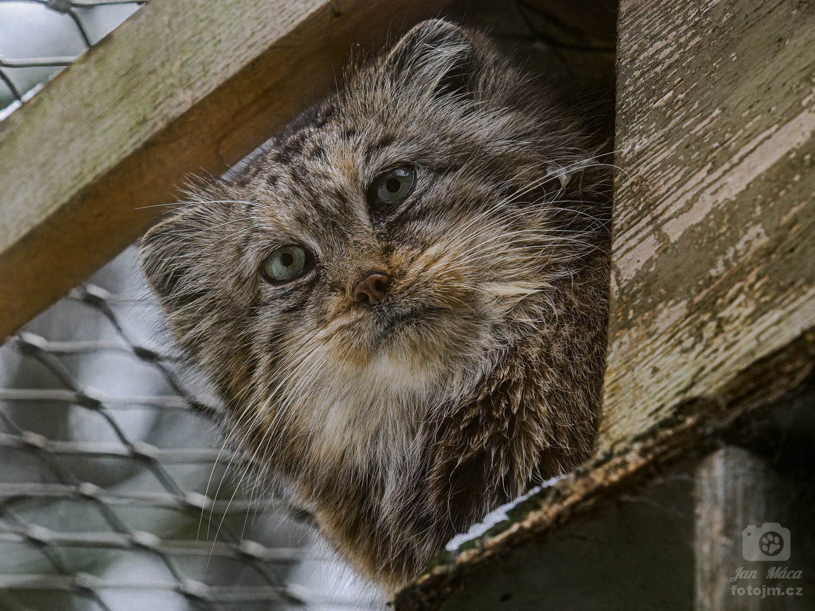 Manul