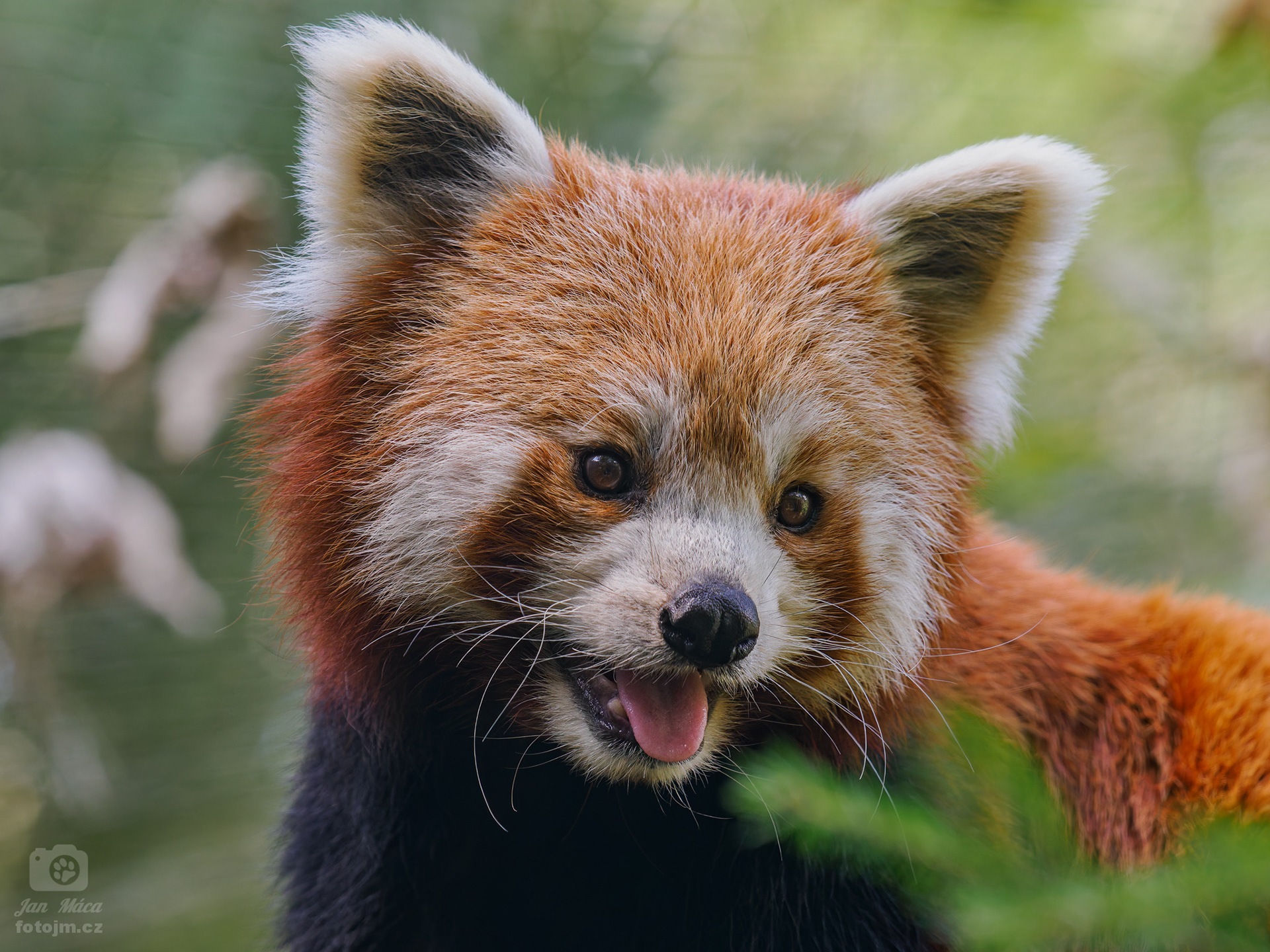 Panda červená