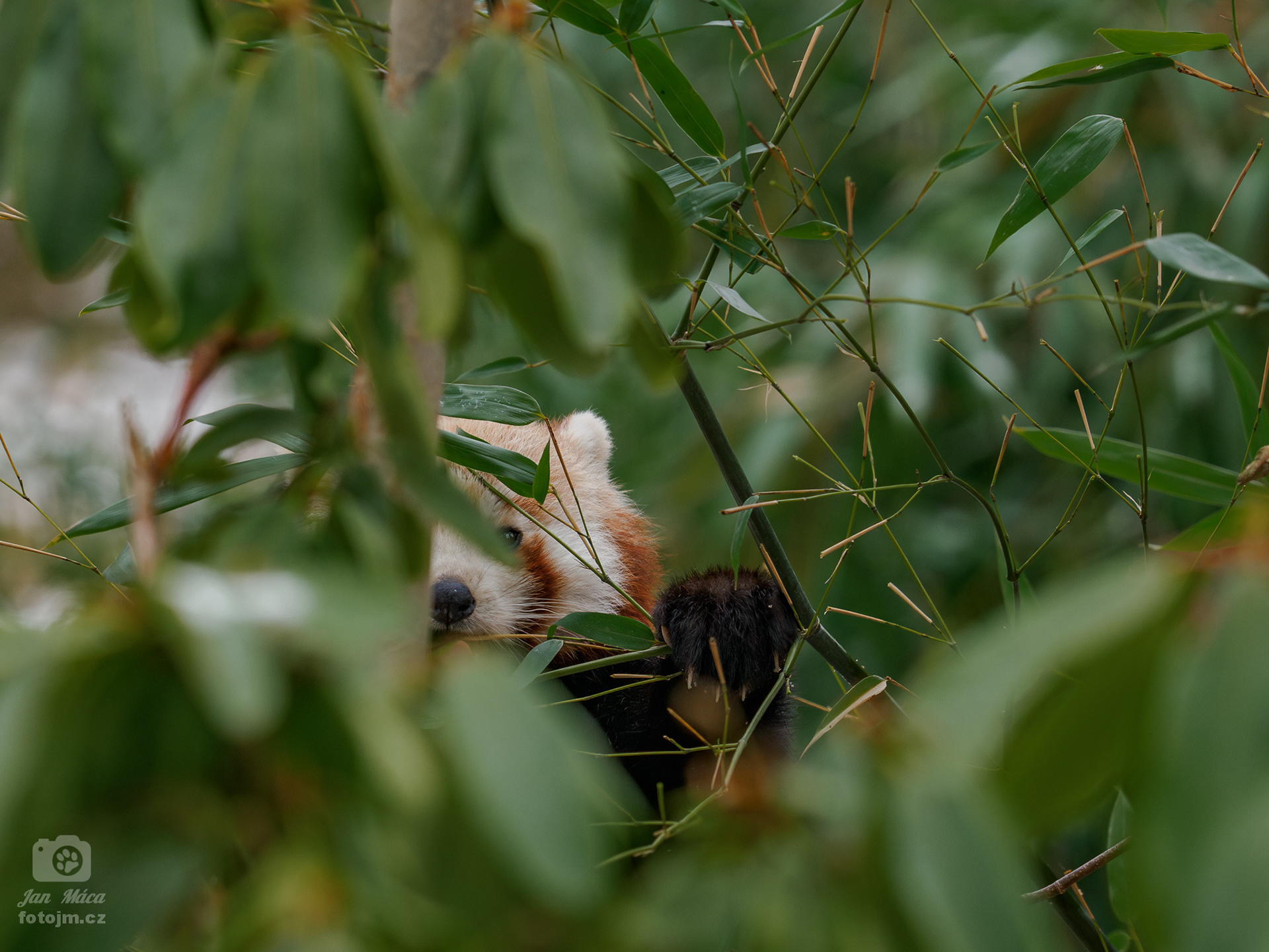 Panda červená