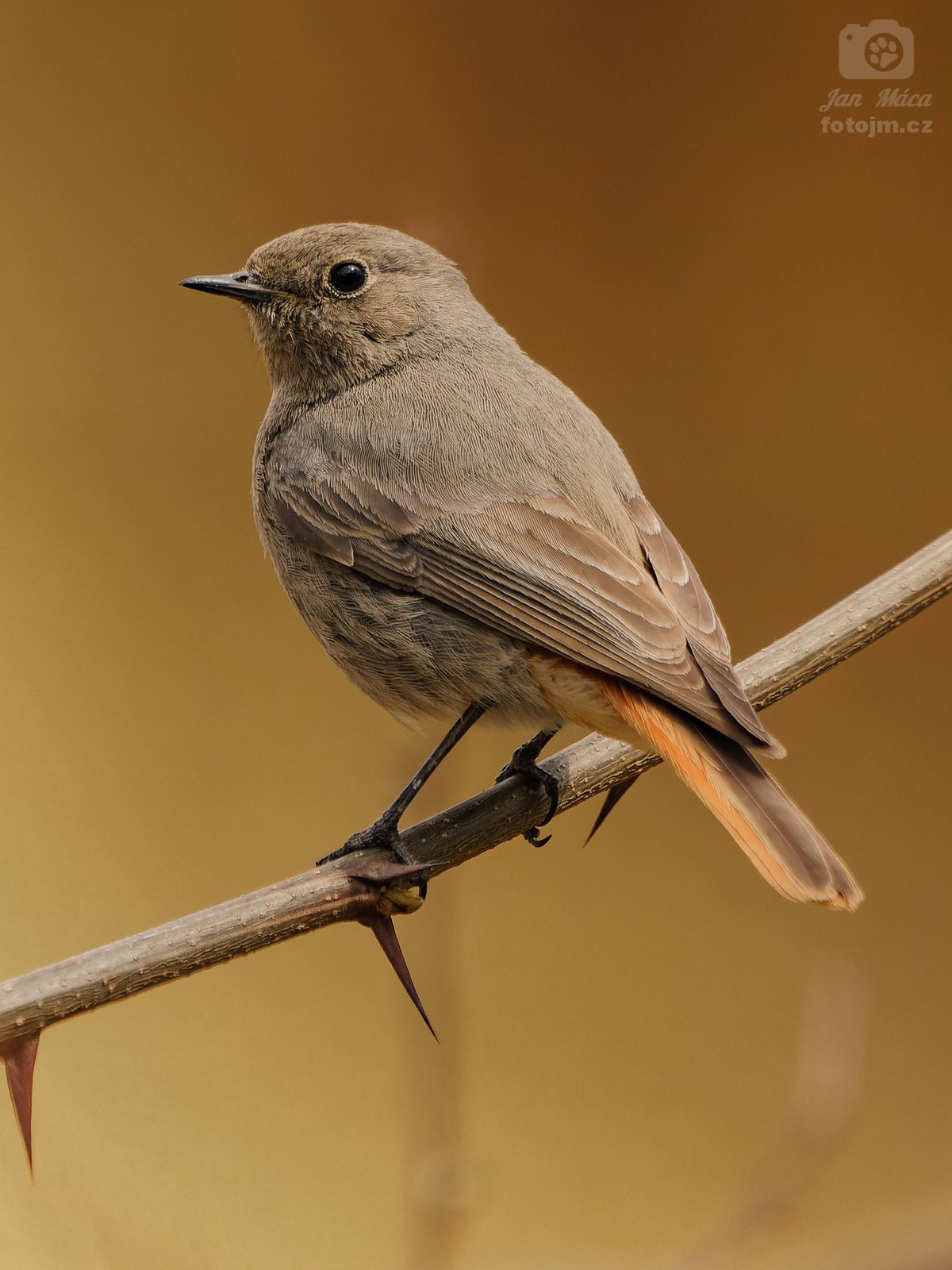 Rehek domácí - samička