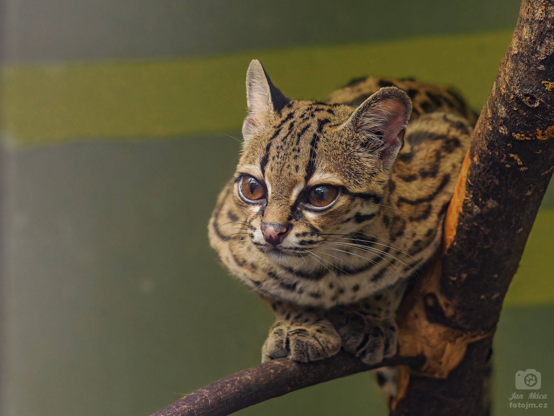 Margay