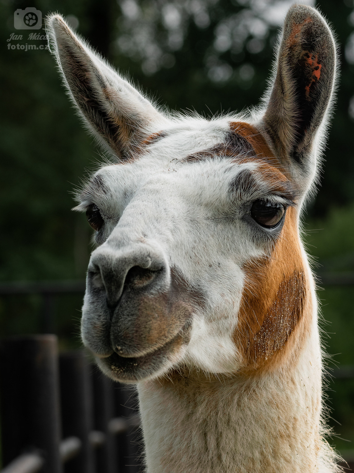 Lama krotká